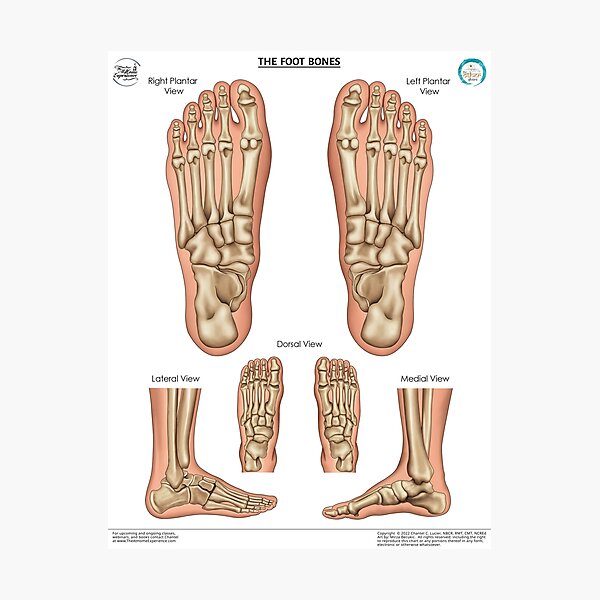 Parts Of A Foot Display Poster Teacher Made Twinkl 57 Off