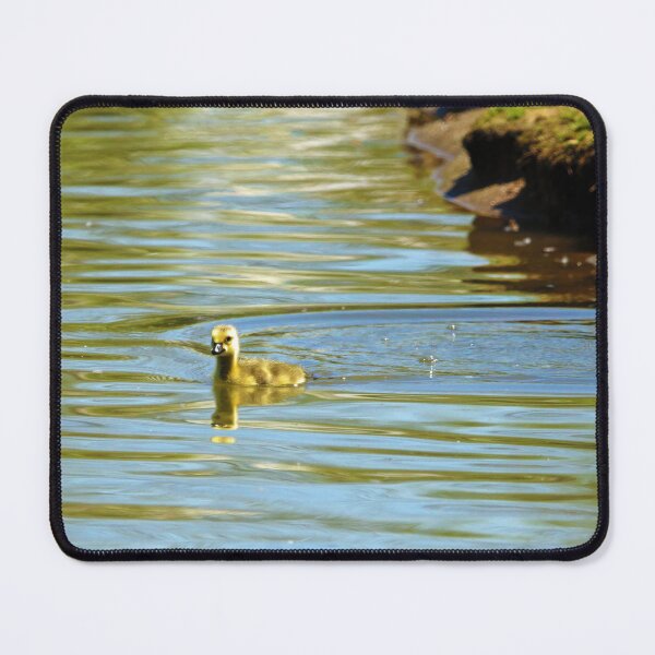 Item preview, Photograph of Single Gosling Swimming designed and sold by CommandoCrane.