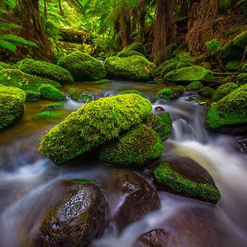Artwork thumbnail, Otways Rainforest by paulmp
