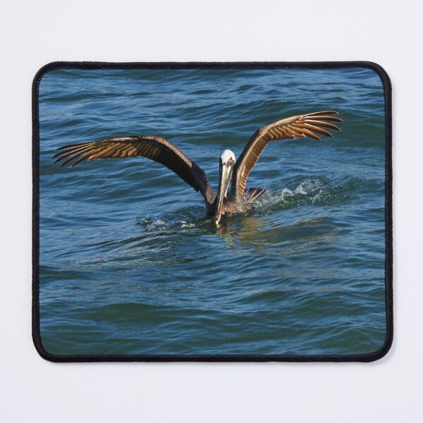 Item preview, Brown Pelican Swimming at Naples Pier, Florida designed and sold by CommandoCrane.