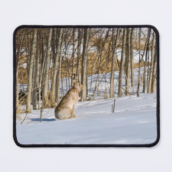 Item preview, On one bright day. European hare designed and sold by Jouko Lehto Photography.