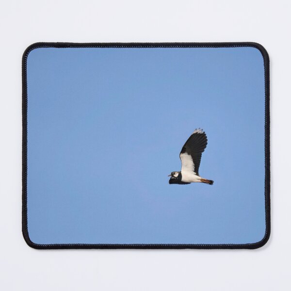 Item preview, Skylap. Northern lapwing designed and sold by Jouko Lehto Photography.