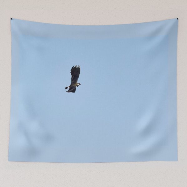 Item preview, Turn right. Northern lapwing designed and sold by Jouko Lehto Photography.