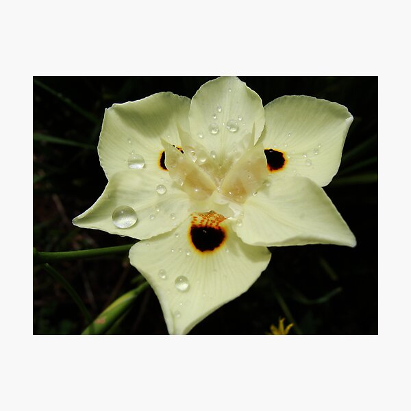 Artikelvorschau, White flower entworfen und verkauft von Ride 4 Coffee.