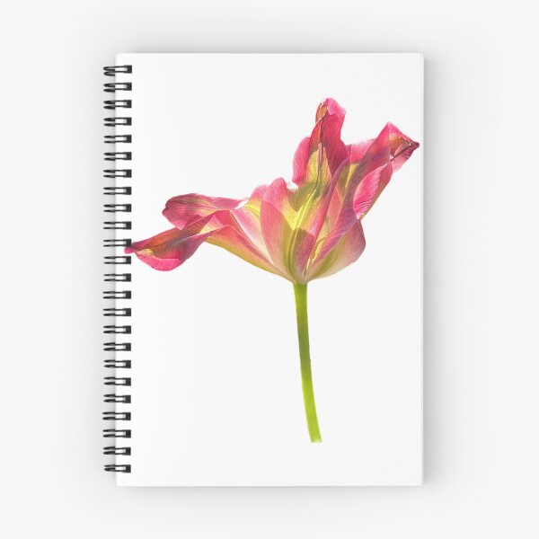 Item preview, 1 red-green tulip designed and sold by Binas-gallery.