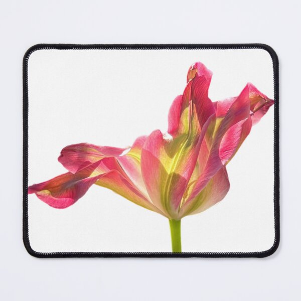 Item preview, 1 red-green tulip designed and sold by Binas-gallery.