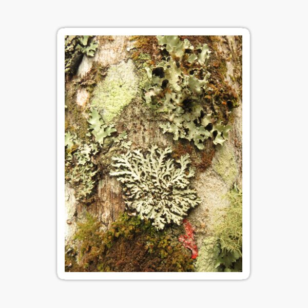 Item preview, Lichens and moss designed and sold by HaymanArt.