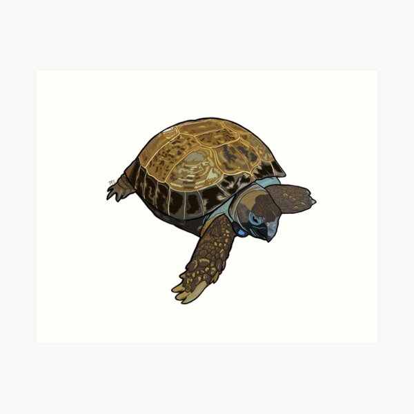 Item preview, Tater Tot the Tortoise designed and sold by mollyedison.