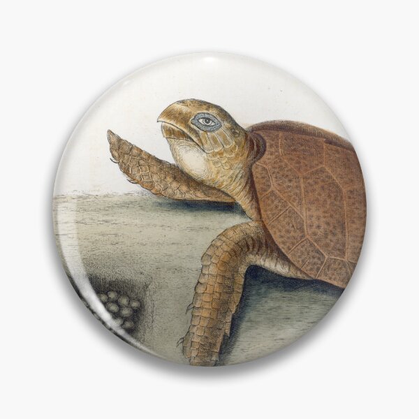 Item preview, Catesby's Hawksbill Turtle designed and sold by Lloyd Library & Museum.