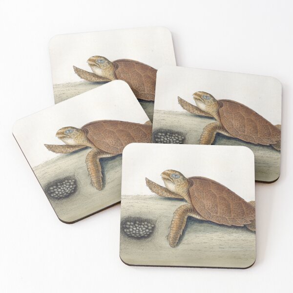 Item preview, Catesby's Hawksbill Turtle designed and sold by Lloyd Library & Museum.