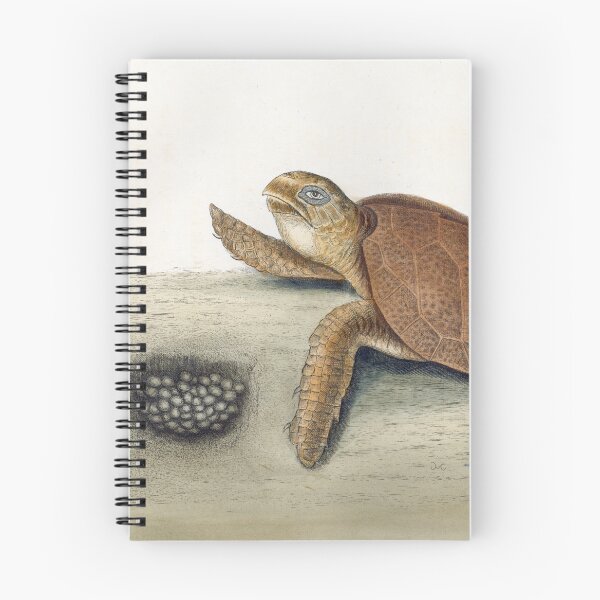 Item preview, Catesby's Hawksbill Turtle designed and sold by Lloyd Library & Museum.