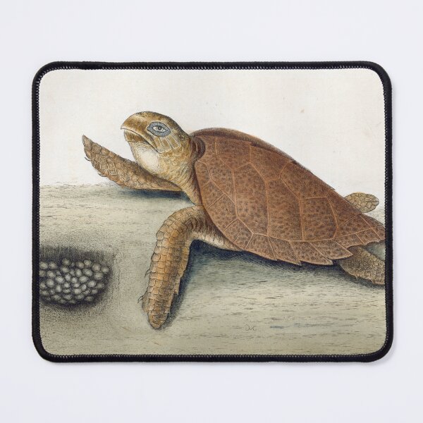 Item preview, Catesby's Hawksbill Turtle designed and sold by Lloyd Library & Museum.