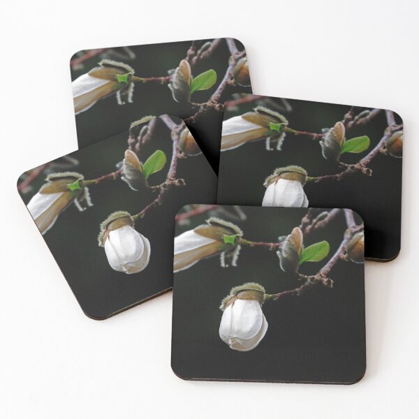 Item preview, Elegant Magnolia Buds designed and sold by Deb Oppermann.
