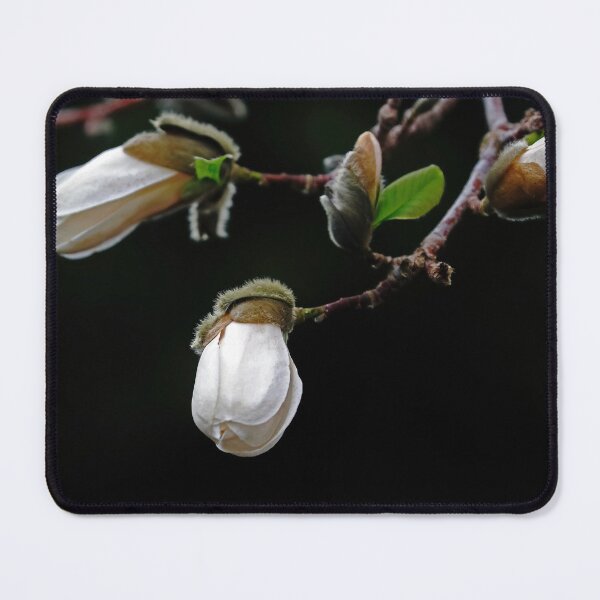 Item preview, Elegant Magnolia Buds designed and sold by Deb Oppermann.