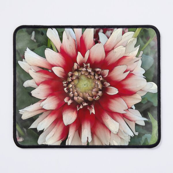 Item preview, Dahlia Bloom Of Soft Red And White designed and sold by KirtTisdale.