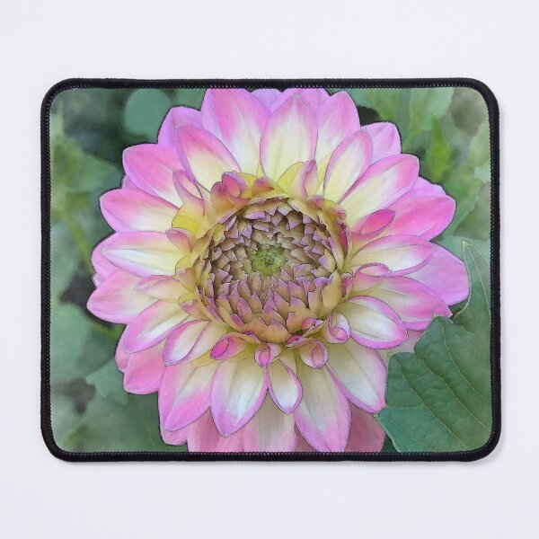 Item preview, Dahlia Bloom Of Soft Bright Pink, Yellow And White designed and sold by KirtTisdale.