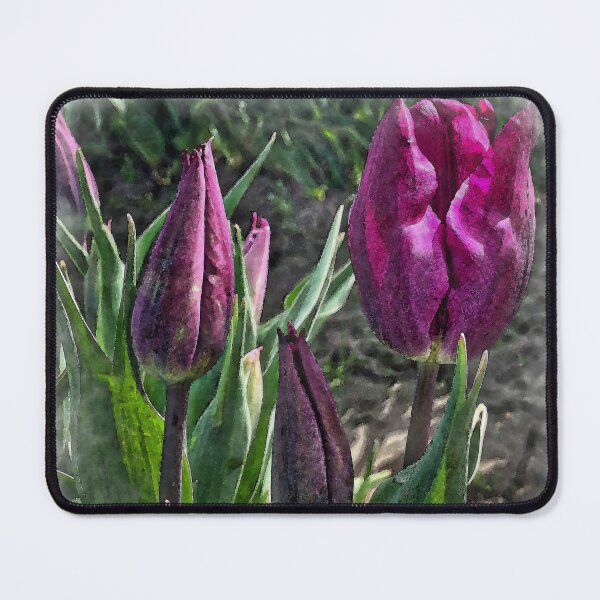 Item preview, Dark Purple Tulips Opening designed and sold by KirtTisdale.