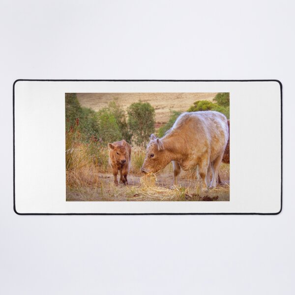 Item preview, Galloway Cows designed and sold by markrichards.