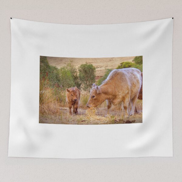 Item preview, Galloway Cows designed and sold by markrichards.