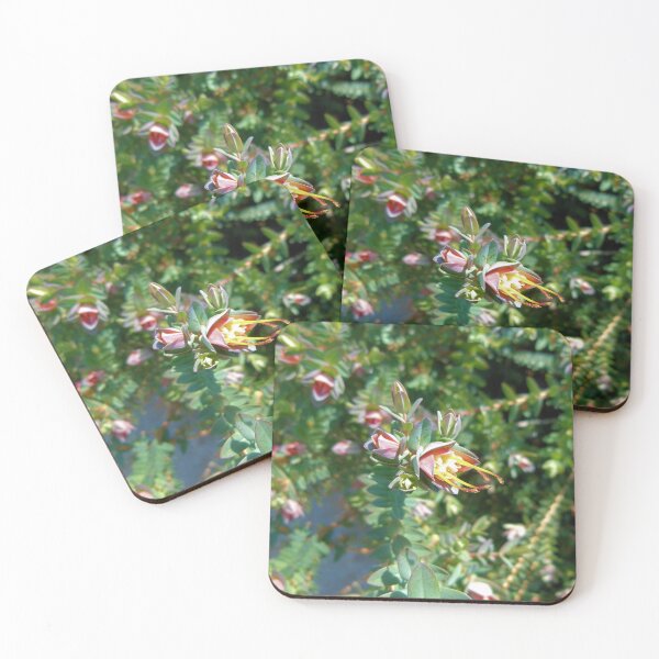 Item preview, Darwinia Citriodora - Lemon scented Myrtle designed and sold by elsha.
