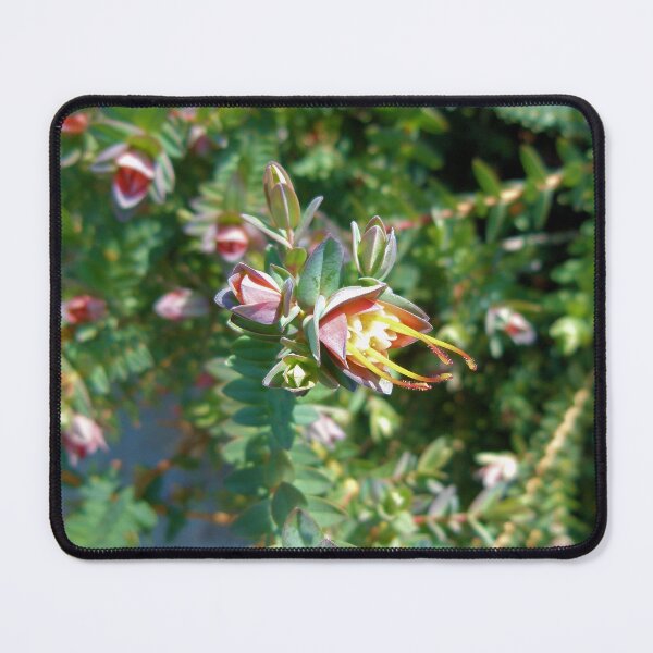 Item preview, Darwinia Citriodora - Lemon scented Myrtle designed and sold by elsha.