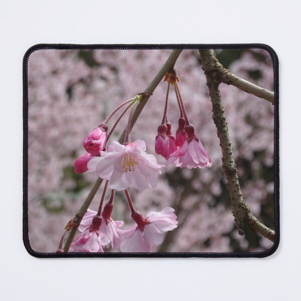 Item preview, Pretty pink sakura designed and sold by cuisinecat2.
