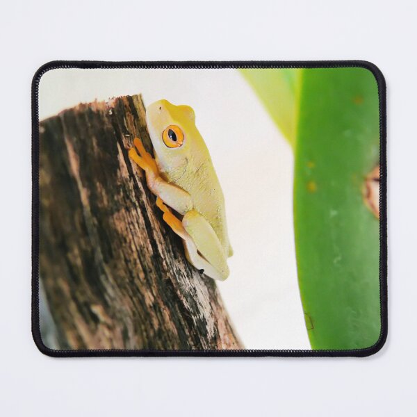 Item preview, Litoria xanthomera, Orange-thighed Frog designed and sold by elsha.