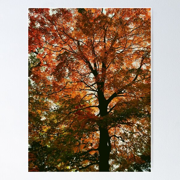 Item preview, The Beauty of Trees - Autumn designed and sold by fototaker Tony.