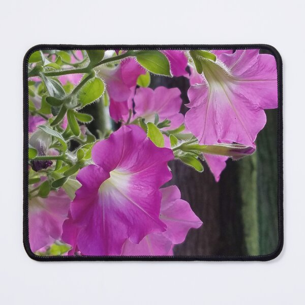 Item preview, Radiant Pink Petunias designed and sold by Betty Mackey.