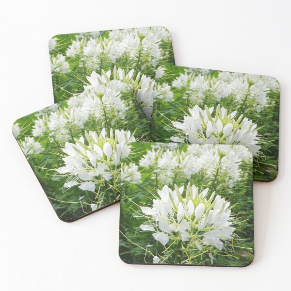 Item preview, White Cleome Flowers designed and sold by Betty Mackey.