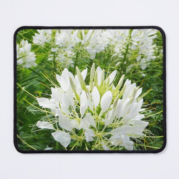 Item preview, White Cleome Flowers designed and sold by Betty Mackey.