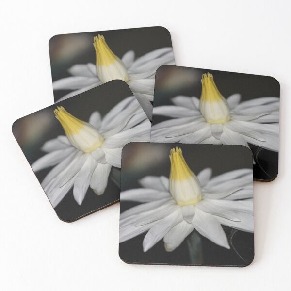 Item preview, Lotus Var. Dentata Night Blooming Water Lily designed and sold by Robert Armendariz.