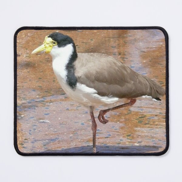 Item preview, Masked Lapwing aka Plover designed and sold by elsha.