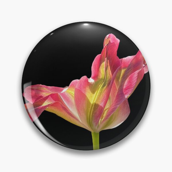 Item preview, 1 red-green tulip with a black background designed and sold by Binas-gallery.