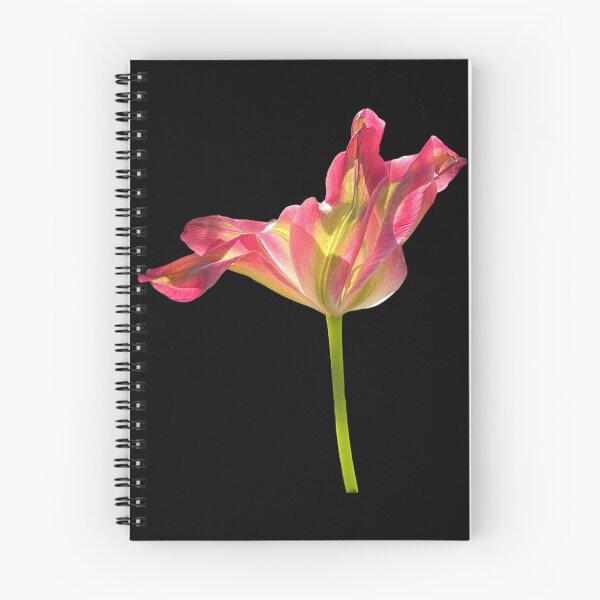 Item preview, 1 red-green tulip with a black background designed and sold by Binas-gallery.