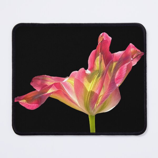 Item preview, 1 red-green tulip with a black background designed and sold by Binas-gallery.