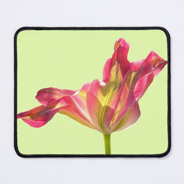 Item preview, 1 red-green tulip with a light yellow-green background designed and sold by Binas-gallery.
