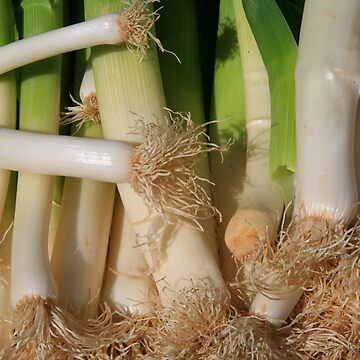 Artwork thumbnail, www.lizgarnett.com ... Dinan Leeks, Brittany, France by Liz Garnett Travel Photographer