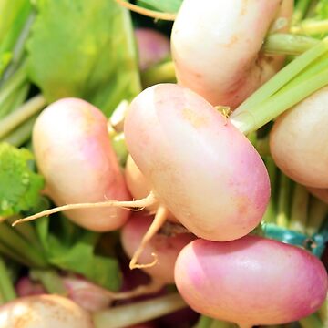 Artwork thumbnail, www.lizgarnett.com ... St Cast Turnips, Brittany, France by Liz Garnett Travel Photographer