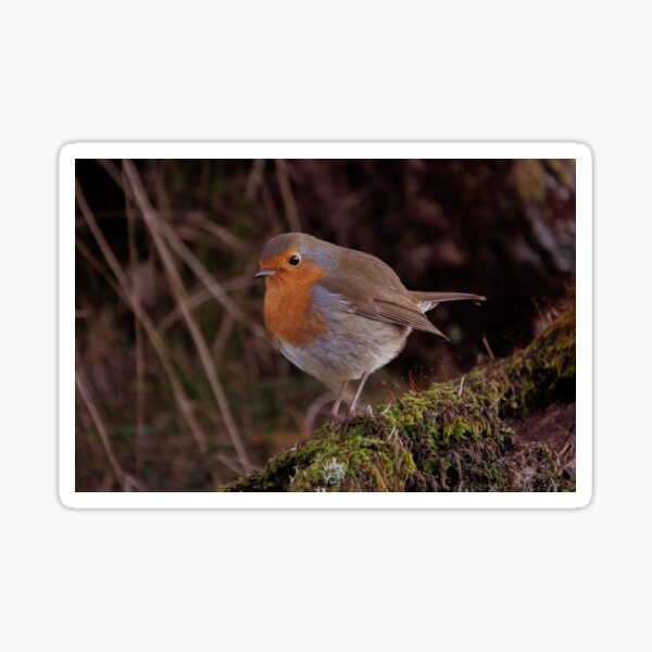 Robin red breast Sticker