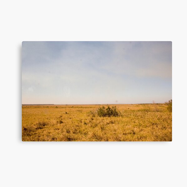 Louisiana Fields Canvas Print
