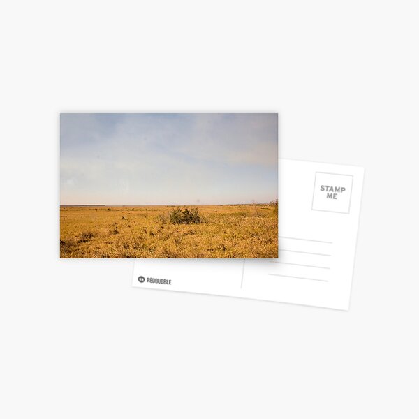 Louisiana Fields Postcard