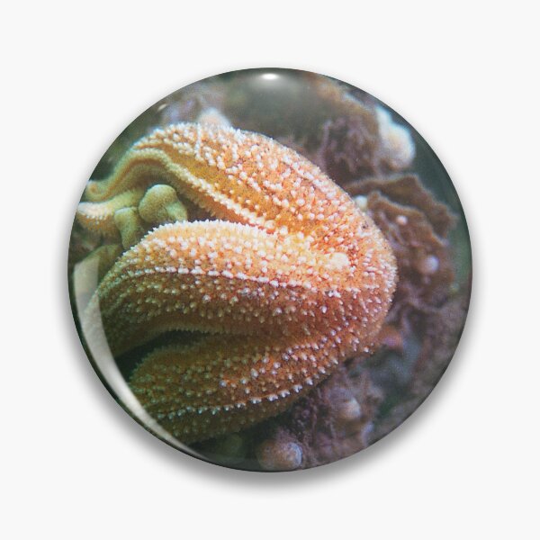 Item preview, starfish eating a mussel designed and sold by FotoMahieu.