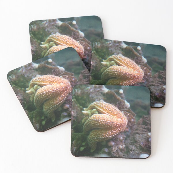 Item preview, starfish eating a mussel designed and sold by FotoMahieu.