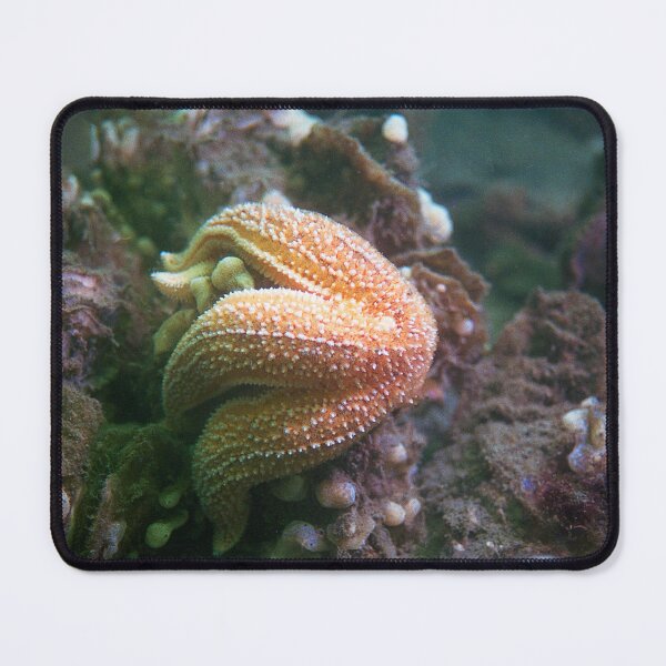 Item preview, starfish eating a mussel designed and sold by FotoMahieu.