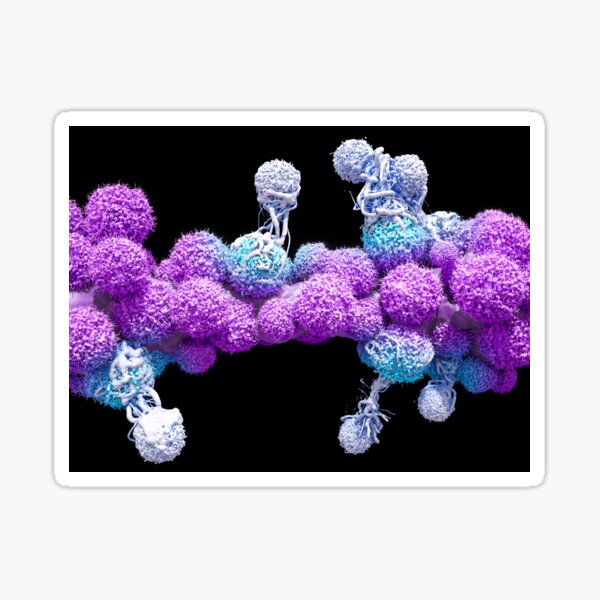 Item preview, T cells attacking cancer cells (C025/6875) designed and sold by SciencePhoto.