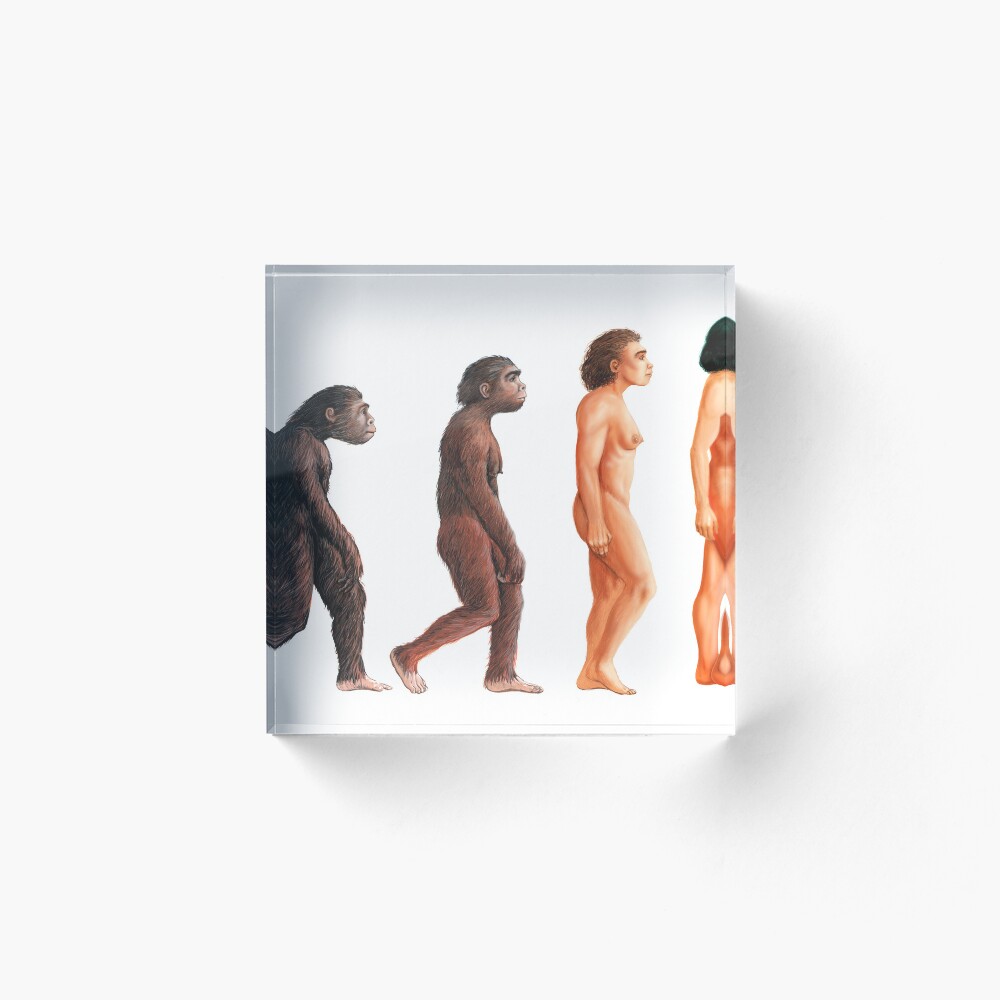 Stages in female human evolution (E436/0037) Art Board Print