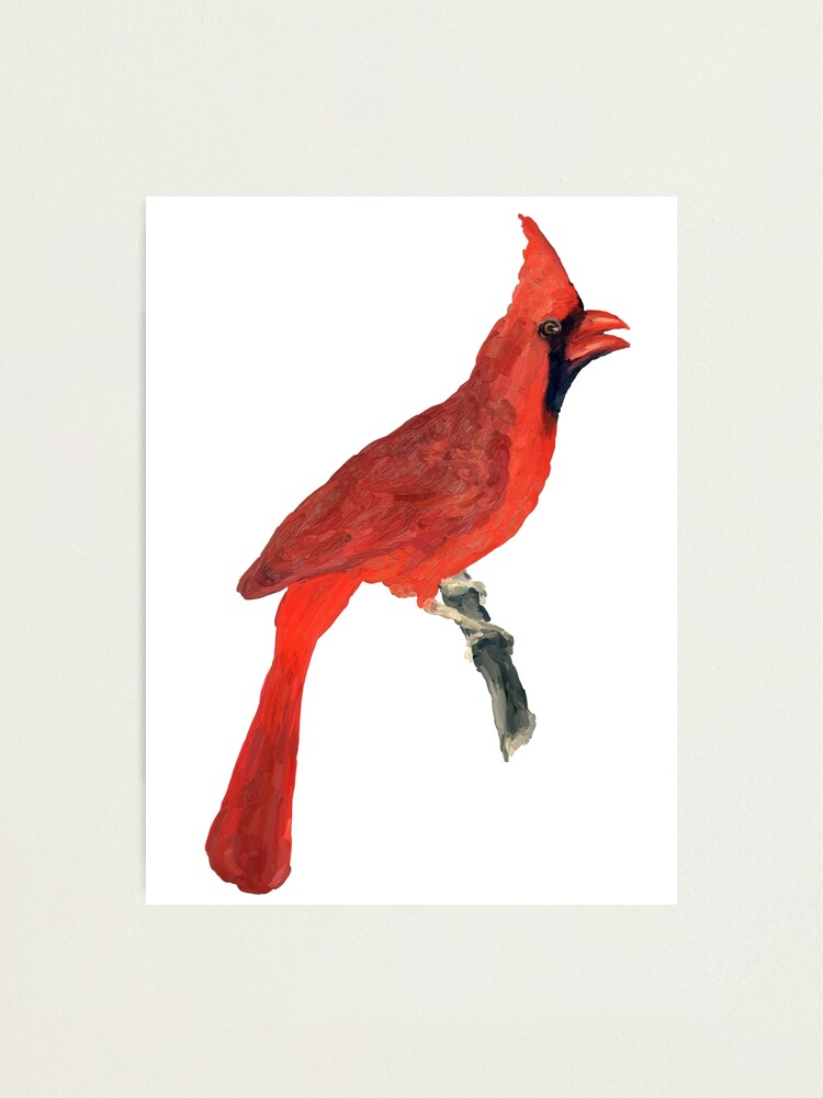 Oil Painting Red Cardinal On White Background Drawing Portrait Of Bird Photographic Print By Aenota Redbubble