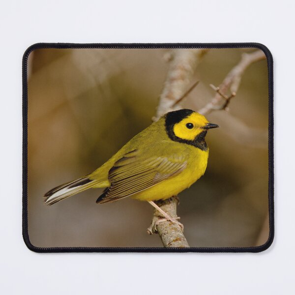 Item preview, Hooded Warbler designed and sold by Michael Cummings.