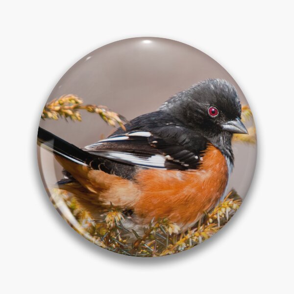Item preview, Eastern Towhee designed and sold by Michael Cummings.